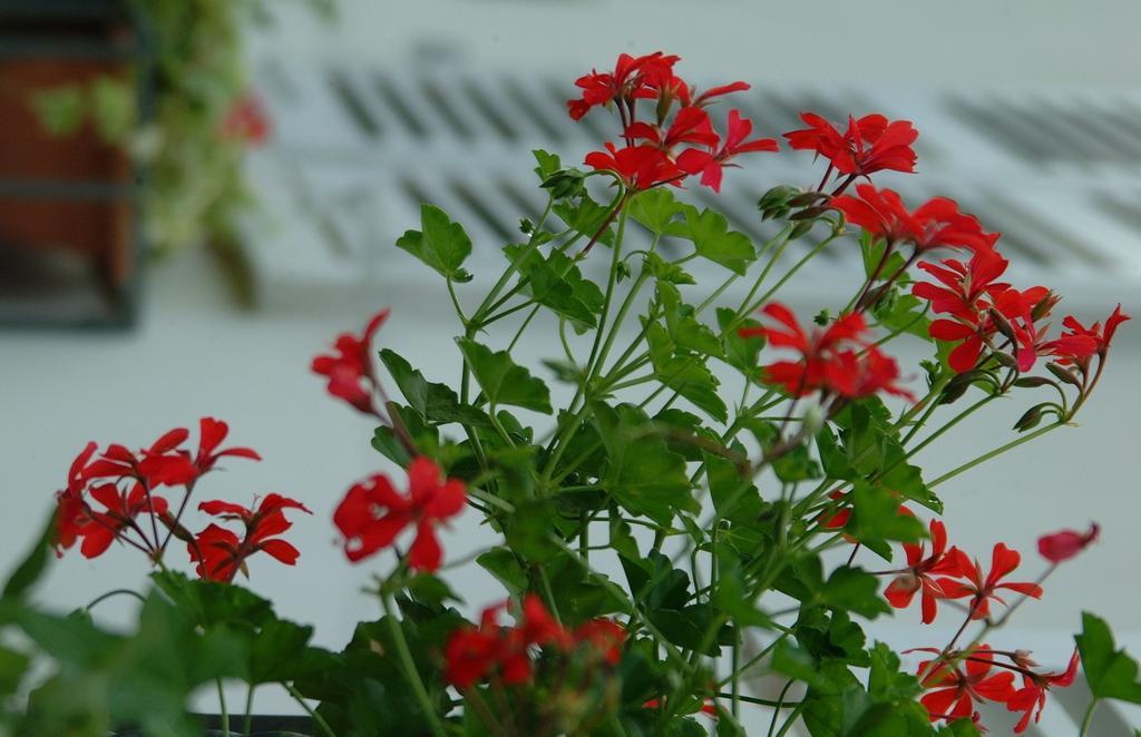 Appartement Le Jardin ลิงโกไซม์ ห้อง รูปภาพ